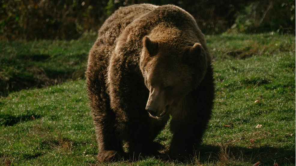 Woman grabbed shotgun after finding bear in yard. Moments later, she was mauled.