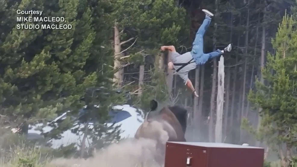 Washington man attacked by bison at Yellowstone; Videographer describes viral scene
