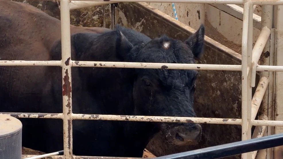 A flesh-eating parasite is spreading in Texas, local livestock producers feel the impact