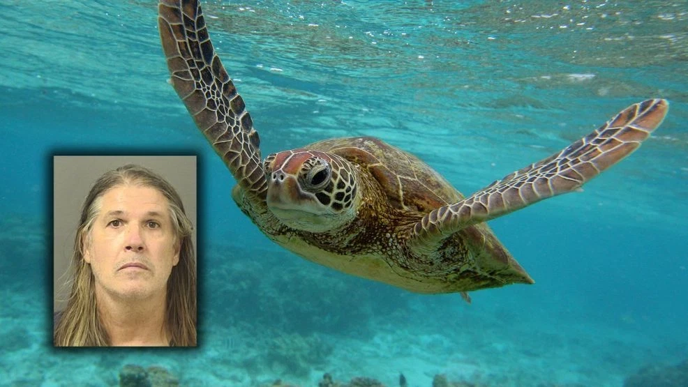 Florida man accused of listing endangered sea turtle shell for $2K on Facebook Marketplace