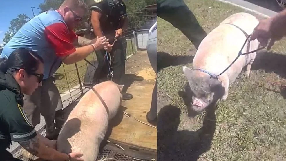 'That's a first': Runaway pig wrangled by Florida deputies after escaping trailer