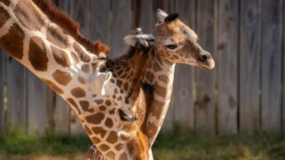 VOTE: Abilene Zoo welcomes new baby giraffe, help decide her name