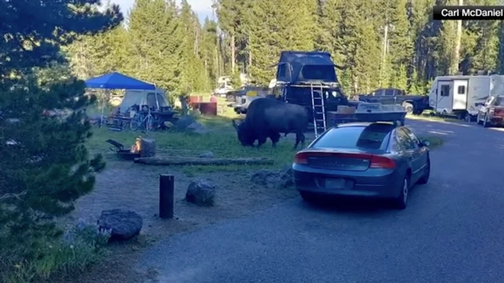 WATCH: Charging Yellowstone bison tosses grandfather 8 feet into the air