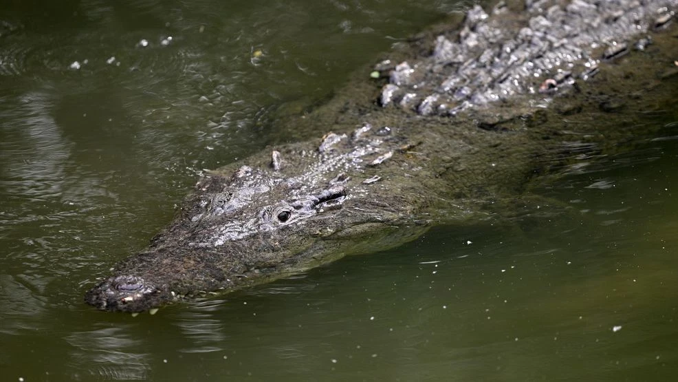 Israeli officials plan to add crocodiles around prison holding Palestinians